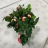 Sunflower Garlands Retail